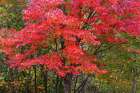 USA, Minnesota, Superior National Forest. Autumn colors in maple tree. Art Print